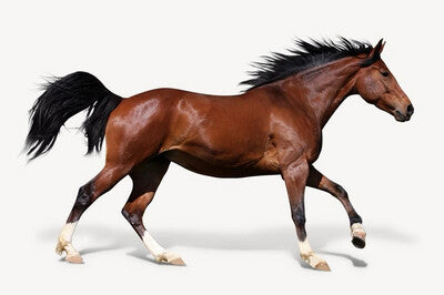 Equine