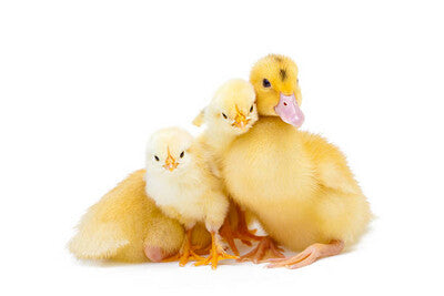 Poultry