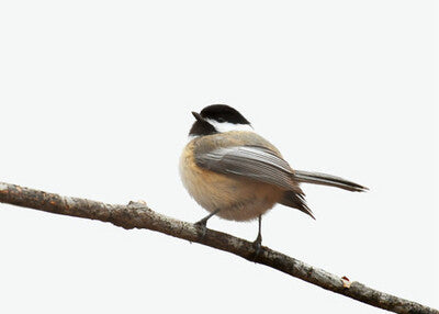 Wild Bird
