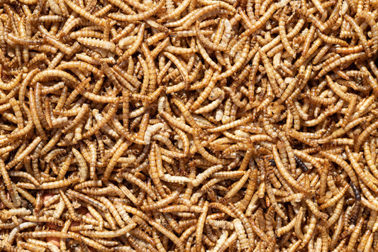Meal Worms 250g